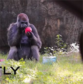 The longest male gorilla in the world