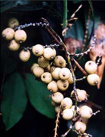 The longest tree - White rattan tree
