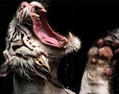 The madness of eating white tiger