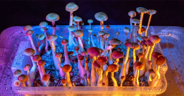 The 'magic mushroom' compound could replace depression medicine