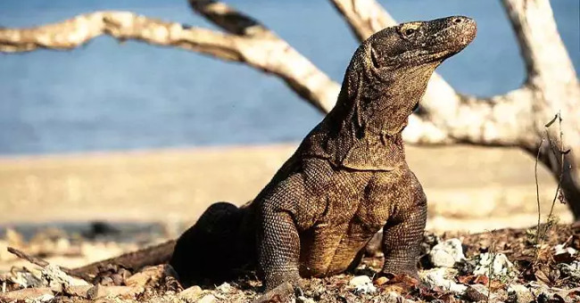 The magic of Komodo dragon blood
