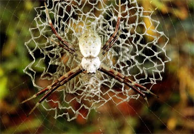 The magic of spider web in nature