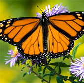 The magnificent beauty of the monarch butterfly