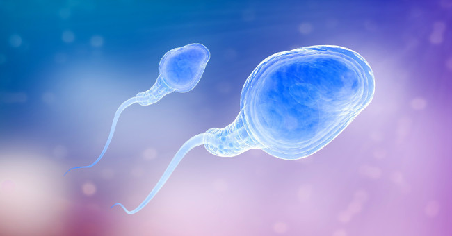 The main semen is a virus reservoir.