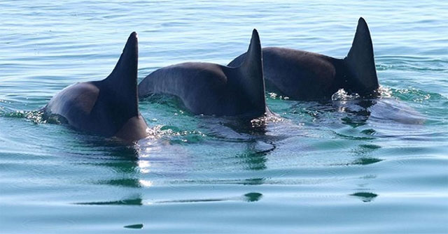 The male dolphin choirs to lure the mating female