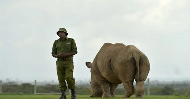 The male north white rhinoceros finally died and the message sent to China