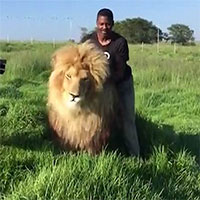 The man casually scratched the male lion's back