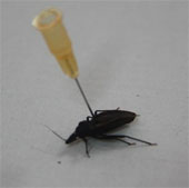 The man who was bitten by the bug was unconscious