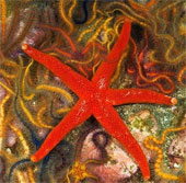 The 'masterpieces of creation' lie deep in the sea