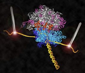 The mechanism of protein synthesis is first observed directly