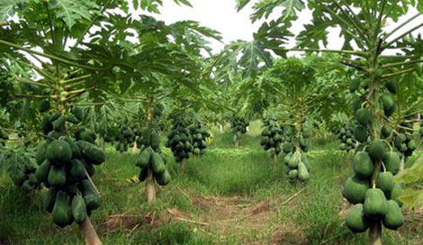 The method of growing slanted papaya gives outstanding productivity