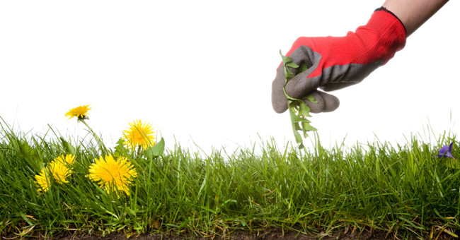 The method of killing weeds does not use chemicals