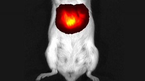 The method of seeing through organs