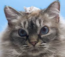 The mice are not afraid of cats