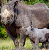 The Ministry of Agriculture wants to ban all rhino specimens
