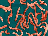 The Ministry of Health issues a treatment plan for cholera