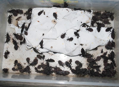 The Ministry of Health officially spoke about kissing bugs