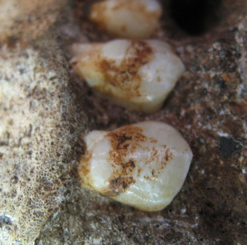 The miserable diet of human ancestors