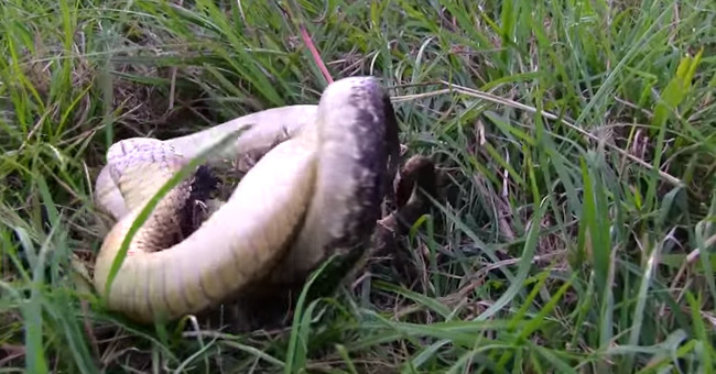 The mock serpent died to deceive the stray cat