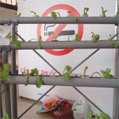 The model of hydroponic vegetable cultivation won the first prize