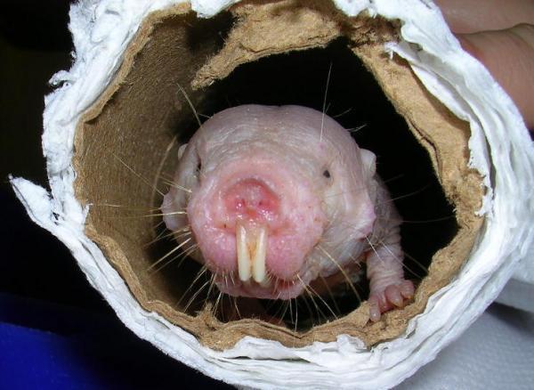 The mole rat and the successful anti-aging process