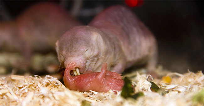 The mole rats eat the mouse rat manure to get instructions for raising children