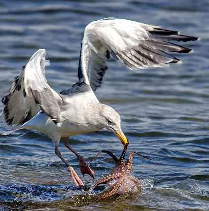 The moment gulls struggled with octopus