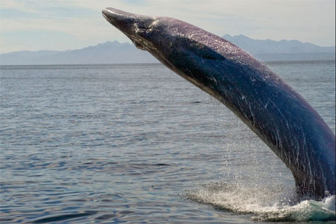 The moment of 'ecstasy' of animals