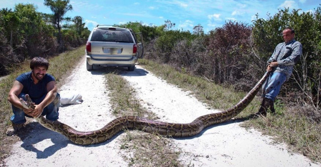 The moment of horrifying giant python hunter is 4.5m long