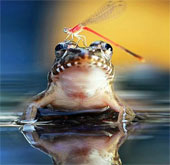 The moment the dragonfly