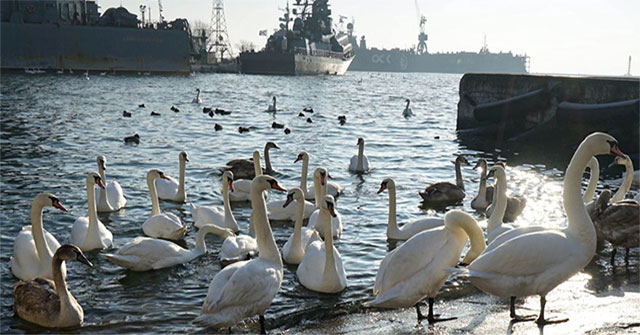 The monk swims into the lake, the swan gets mad to the dam