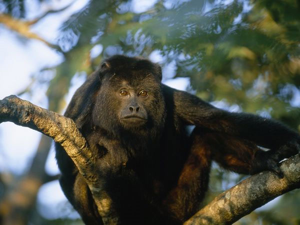 The monkey also has blood 'red black'