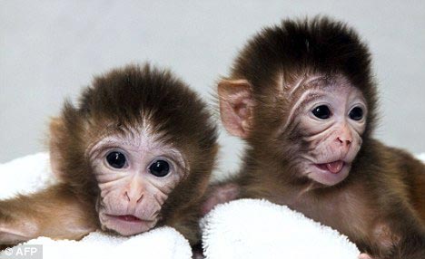 The monkey has a mother and a father