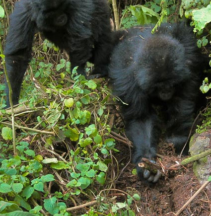 The monkey knows how to break the hunter's trap