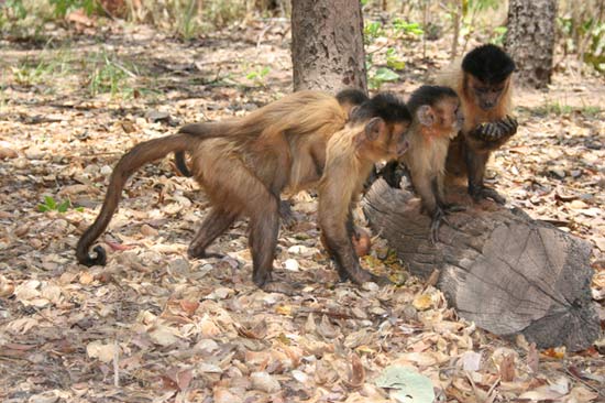 The monkey loves those who imitate him