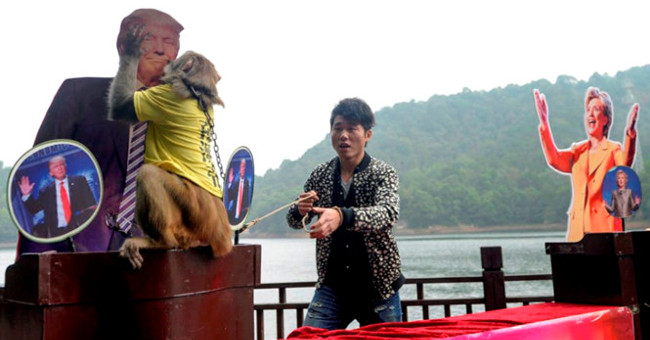 The monkey 'prophet' predicted Donald Trump to win the US President