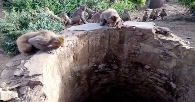 The monkeys saved the newspaper from falling into the well in India