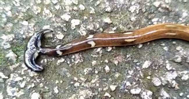 The 'monster' species grows back to its head, turning prey into water