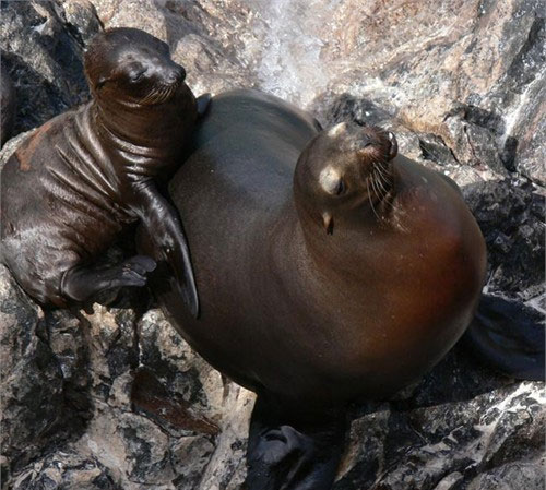 The 'monsters' in the sea