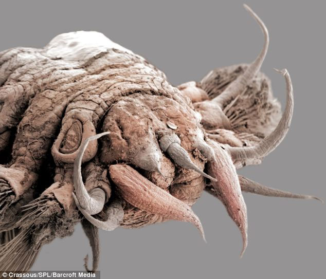 The 'monsters' of the ocean