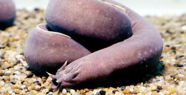 The monster's self-defense moves make sharks shy
