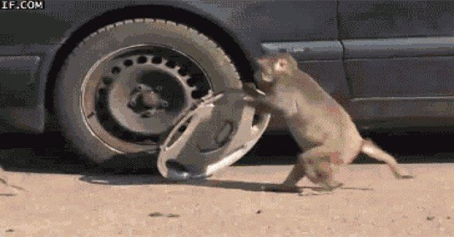 The more intelligent an animal is, the more he likes to tease humans