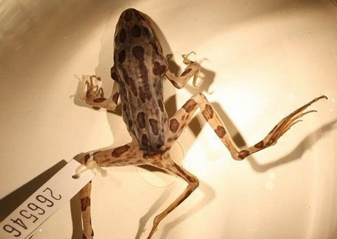 The more parasites live longer