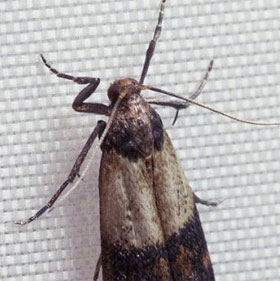The more that story is, the more miserable insects are