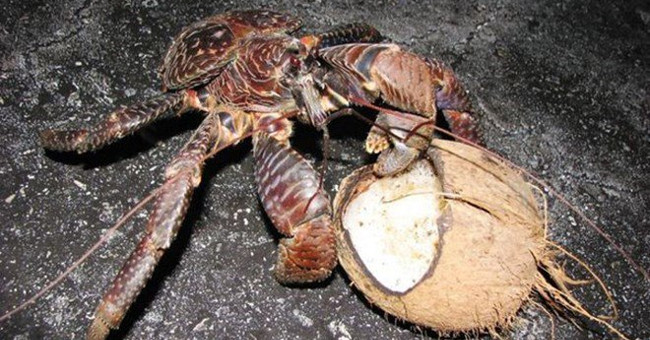 The more the crab snapped, the more crazy birds were sleeping