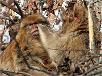 The more the partner screamed, the more male the monkey loved