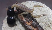The mortal battle between the beetle warrior and the demon scorpion