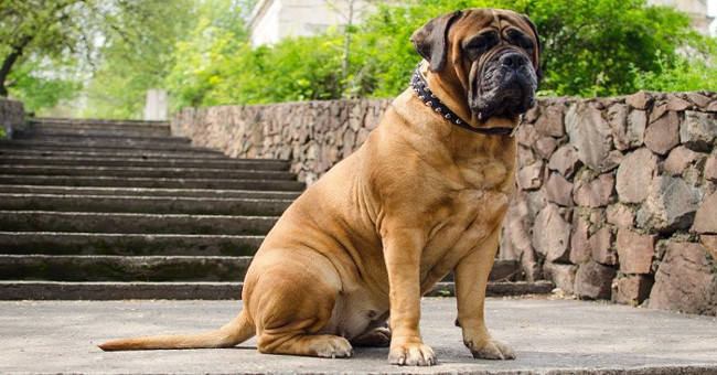 The most about dogs in the world