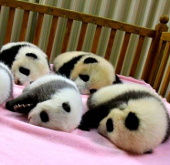 The most adorable animal pictures in 2012