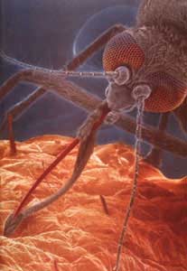 The most auditory mosquito in all insects